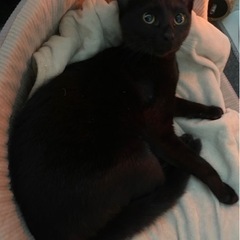 甘えん坊黒猫女の子