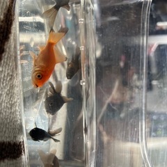 金魚