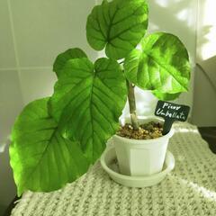 観葉植物  フィカス ウンベラータ ①