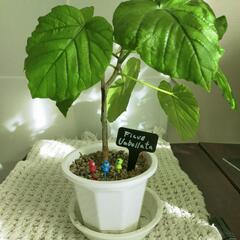 観葉植物 フィカス ウンベラータ ②