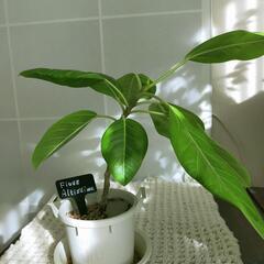 観葉植物 フィカス アルテシマ