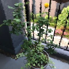 黄色い薔薇の木差し上げます