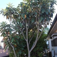 【無料】【DIY】【横浜自宅引取限定】庭の植木、芝生、全部 の画像