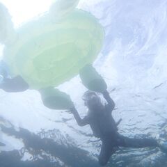 スキューバダイビング・シュノーケルのことならお任せください！体験コースやライセンス取得コースなど、全面的にサポート致します🐢の画像