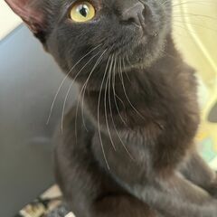 究極の甘えん坊黒猫くん♪
