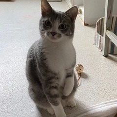灰白穏やかな男の子