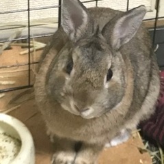 ネザーランドドワーフ 2歳の男の子里親募集