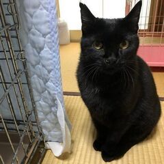 お家が見つかりました！お膝大好き甘えん坊の黒猫もんた　５才