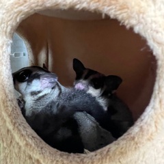 フクロモモンガ(ノーマル)親子里親募集