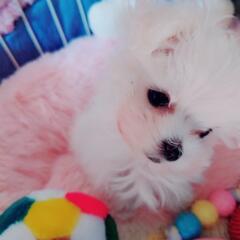 犬好きな方を募集しています🐶