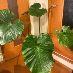 クワズイモ　四角い鉢　大　御予約済み