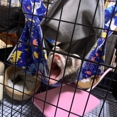 里親決まりました、ありがとうございました！