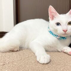 【天真爛漫なオッドアイ】小さな白猫ちゃん✨