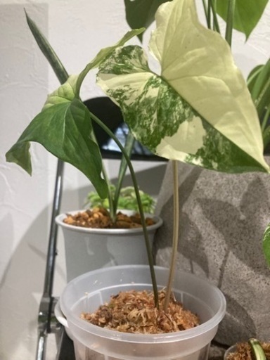 シンゴニウム　フレンチマーブル　観葉植物　苗