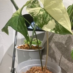 シンゴニウム　フレンチマーブル　観葉植物　苗