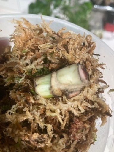 モンステラ　斑入り　茎　ハーフムン