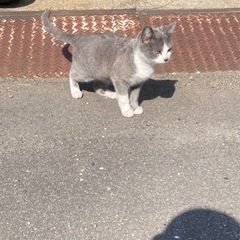 美猫グレーのタキシード着用のよもぎくん