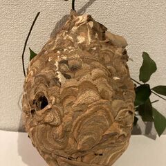 スズメバチの巣