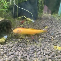 ゴールデン・アルジイーター　苔取り