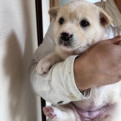 仔犬里親募集　ちくわちゃん　必ず自己紹介をご確認下さい