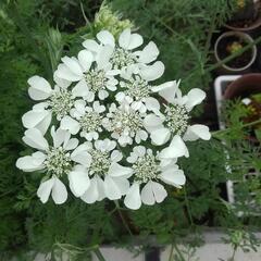 花の種　オルレア