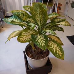 観葉植物　ディフェンバキア　早い者勝ち！