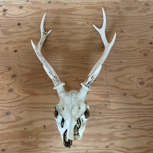鹿の角頭付き1