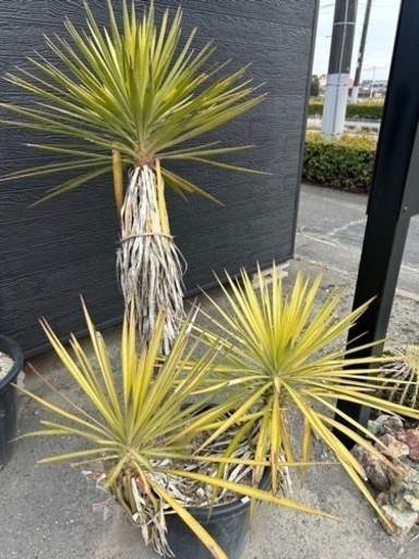 ユッカ　アロイフォリア　3分頭✨