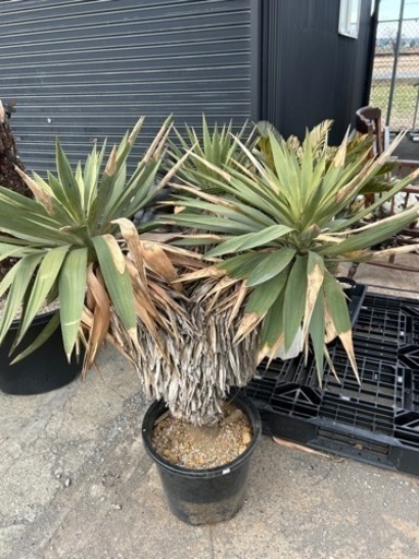 ユッカ　グロリオサ　3分頭