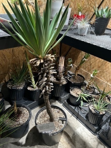 ユッカ　グロリオサ