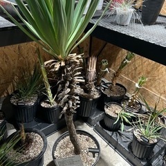 ユッカ グロリオサ