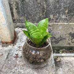 虎の尾 上に伸びないタイプ サンスベリアハニー