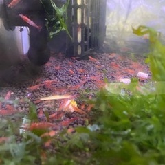 レッドチェリーシュリンプ　赤エビ　の画像