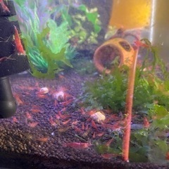 レッドチェリーシュリンプ　赤エビ　の画像