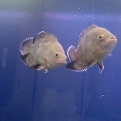 アルビノオスカー無料　高松市引き取り限定　熱帯魚　観賞魚　古代魚の画像