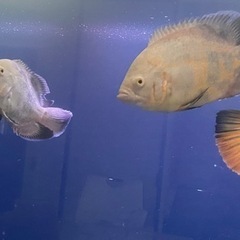 アルビノオスカー無料　高松市引き取り限定　熱帯魚　観賞魚　古代魚の画像