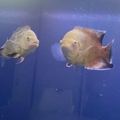 アルビノオスカー無料　高松市引き取り限定　熱帯魚　観賞魚　古代魚の画像