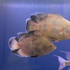アルビノオスカー無料　高松市引き取り限定　熱帯魚　観賞魚　古代魚の画像