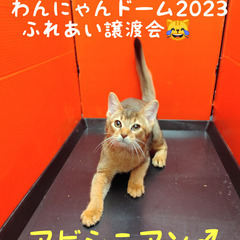 事前里親募集開始！10/18生アビシニアン♂ルディ(トライアウト猫)の画像