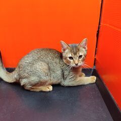 事前里親募集開始！10/18生アビシニアン♂ルディ(トライアウト猫) - 福岡市