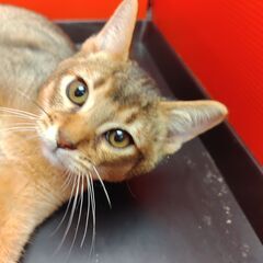 事前里親募集開始！10/18生アビシニアン♂ルディ(トライアウト猫) − 福岡県