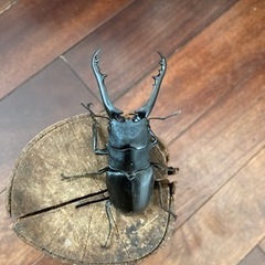 ギラファノコギリクワガタ　ペア