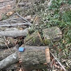 クヌギ生木丸太カット①(3月中旬までお取引き可能です)