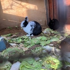 しょぼい公園🐓🐇🐕 - 防府市