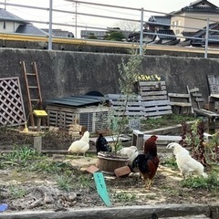 しょぼい公園🐓🐇🐕 - 地元のお店