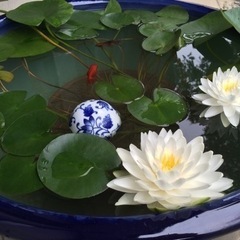 睡蓮！の画像