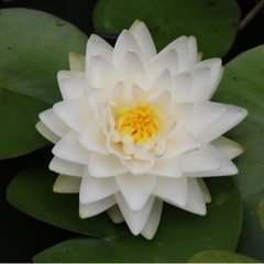 睡蓮！の画像
