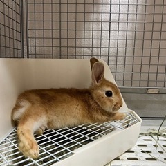 ミニウサギ