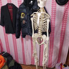 人体模型　160cm 