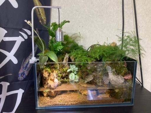 ☆杜のメダカ☆★小川が流れるアクアテラリウム完全品★メダカ・熱帯魚飼育に★ライト付き